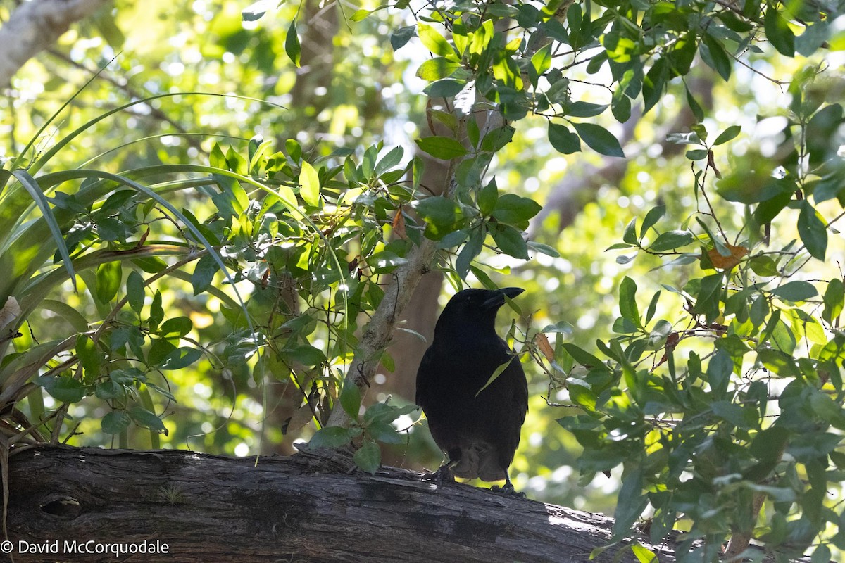 American Crow - David McCorquodale