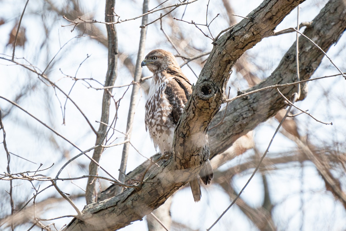 Red-tailed Hawk - ML616484908