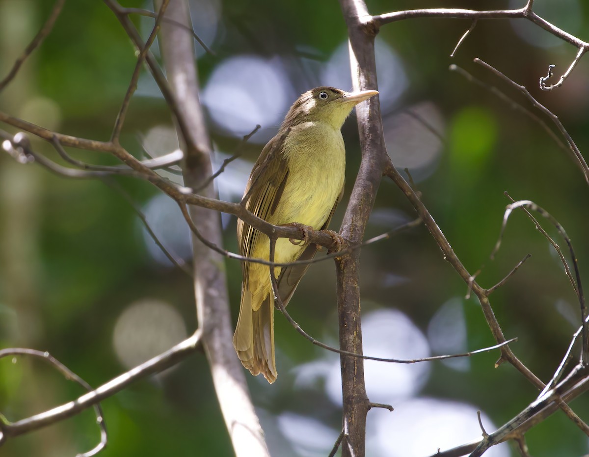 Bulbul de Carlota - ML616484920