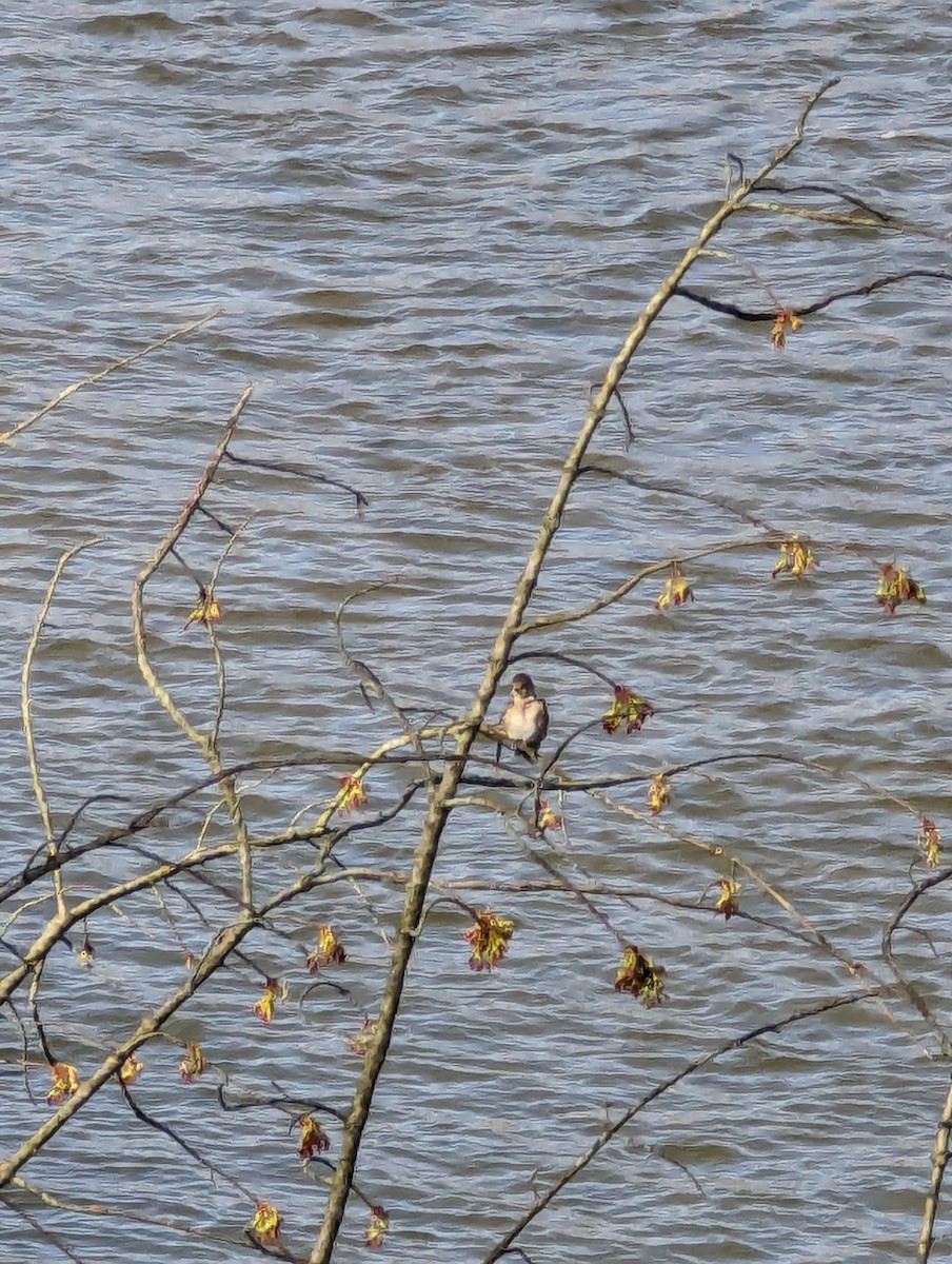 Northern Rough-winged Swallow - ML616484929