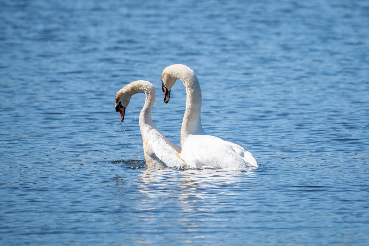 Cygne tuberculé - ML616484952