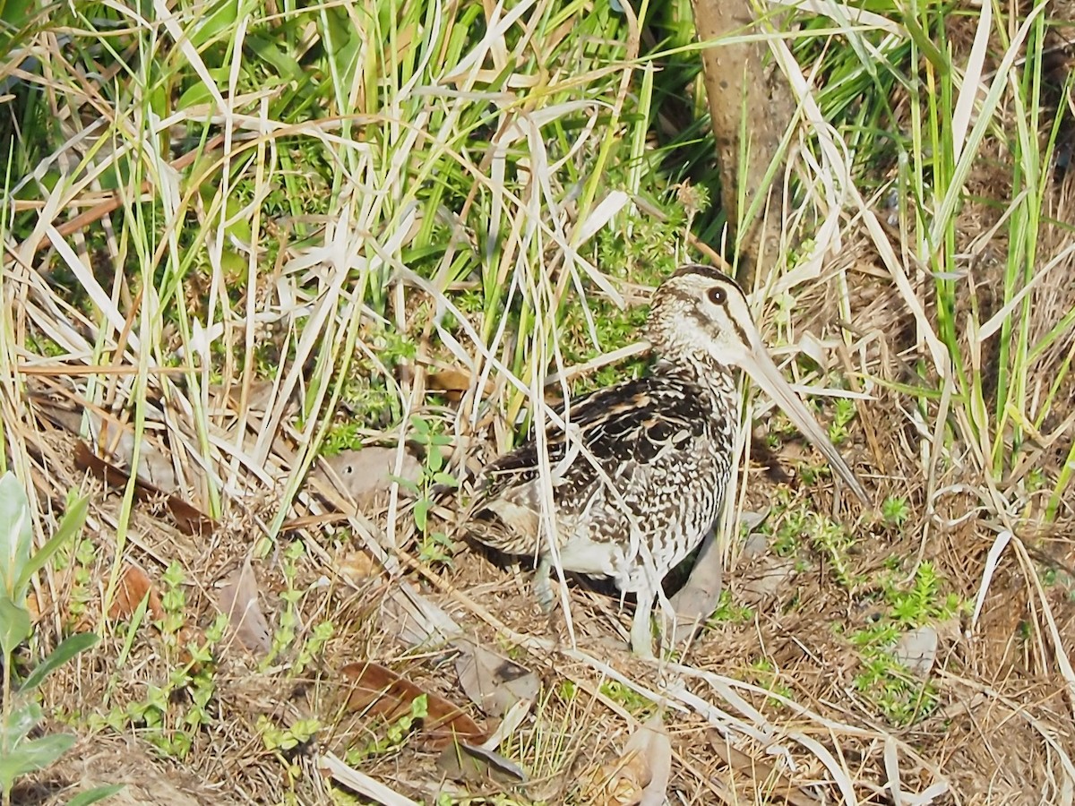 Giant Snipe - ML616484961