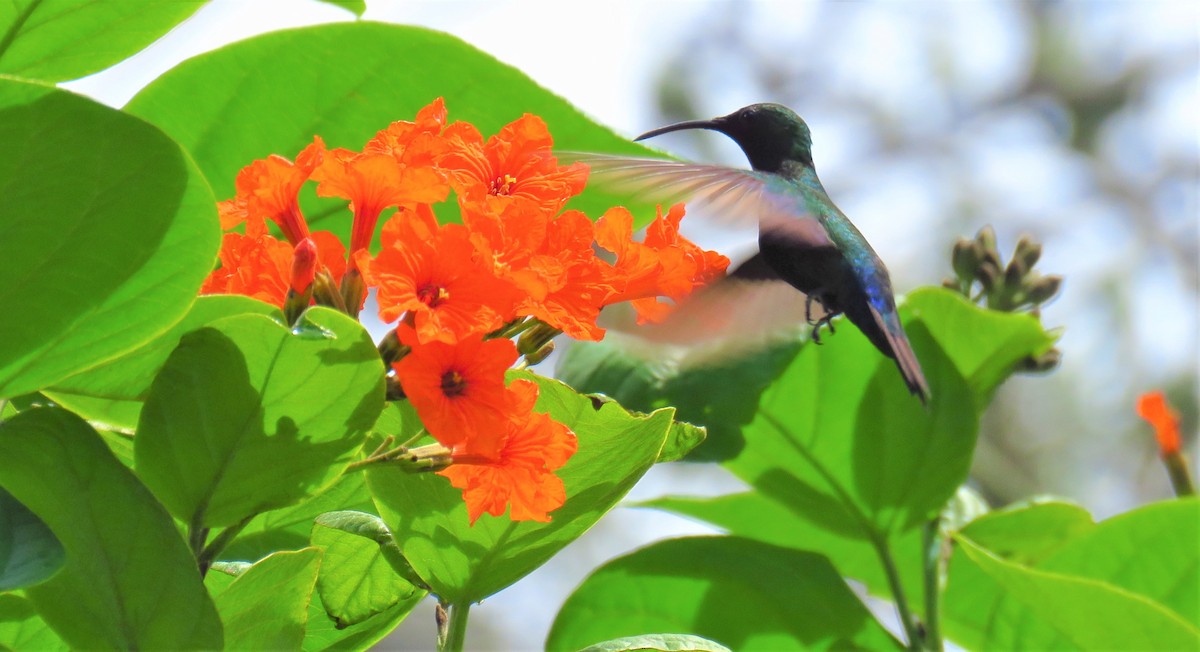 Green-throated Carib - ML616484998