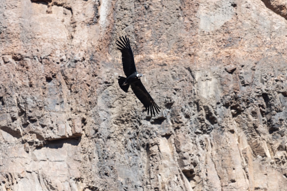 Andean Condor - Christian Williams