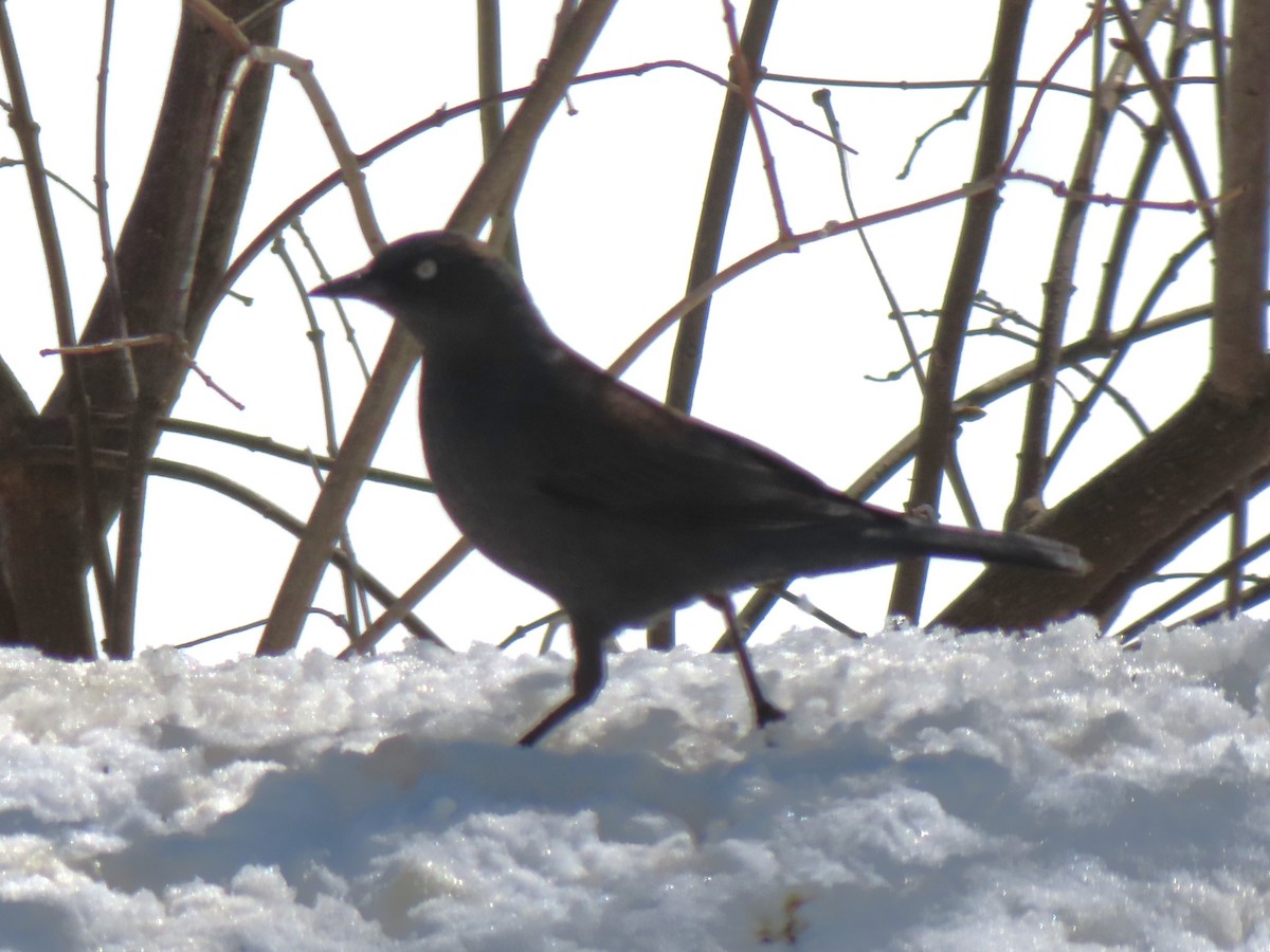 Rusty Blackbird - ML616485000