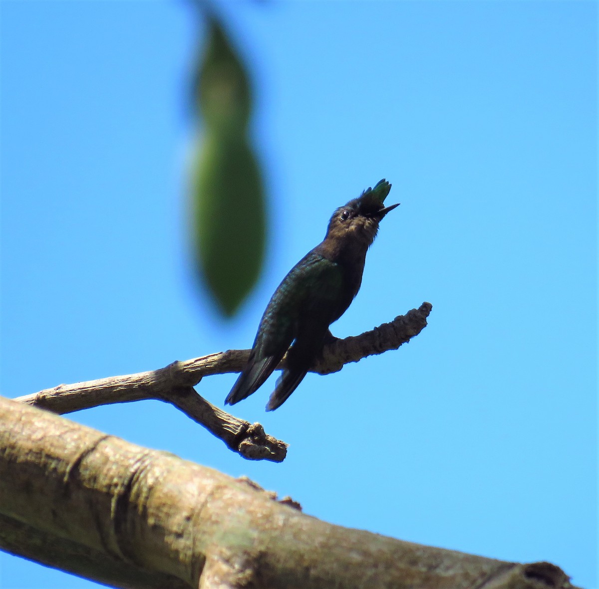 Antillean Crested Hummingbird - ML616485016