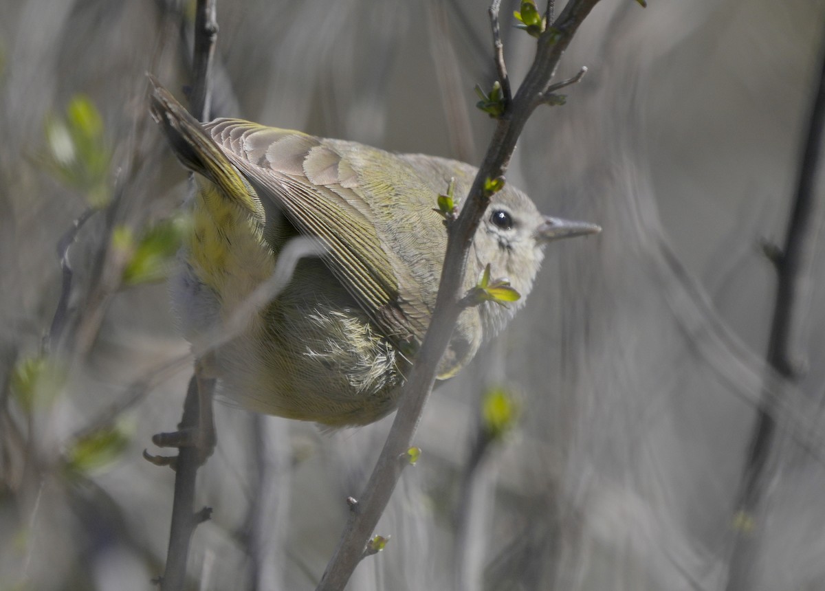 lesňáček hvězdičkový - ML616485025