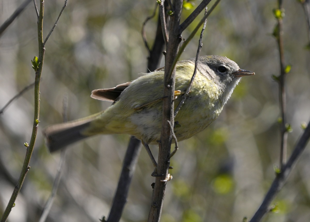 lesňáček hvězdičkový - ML616485026