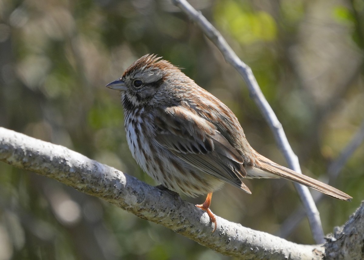 strnadec zpěvný - ML616485038