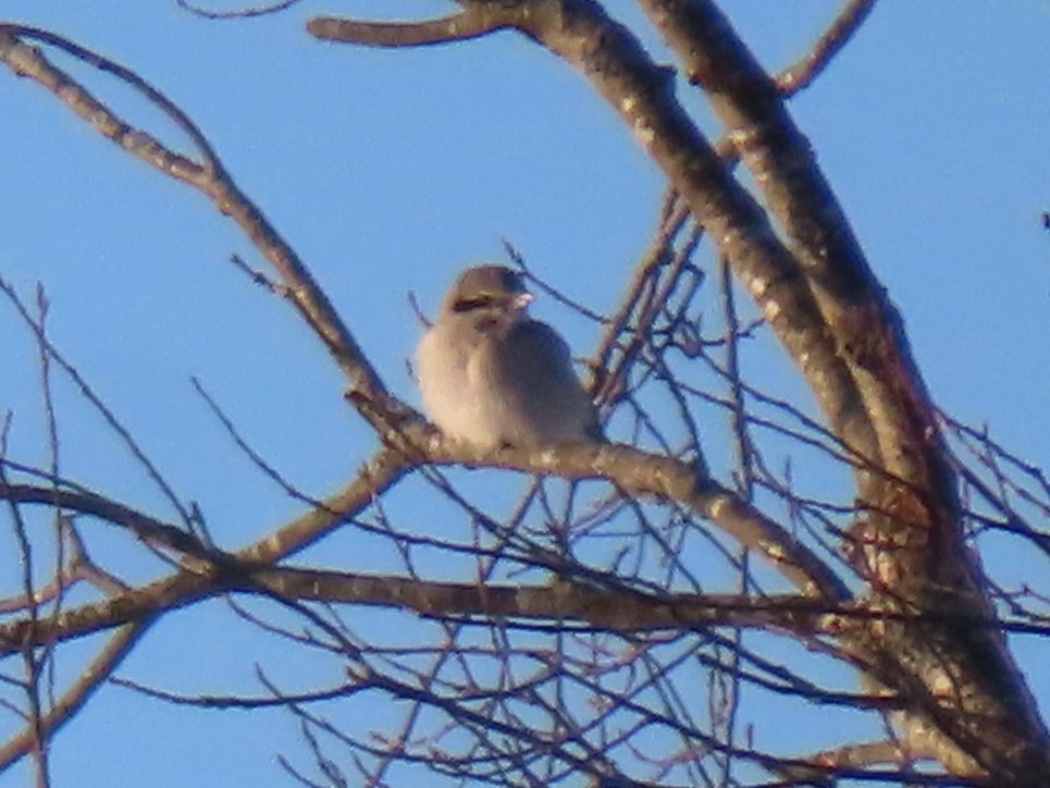 Northern Shrike - Kevin Topping