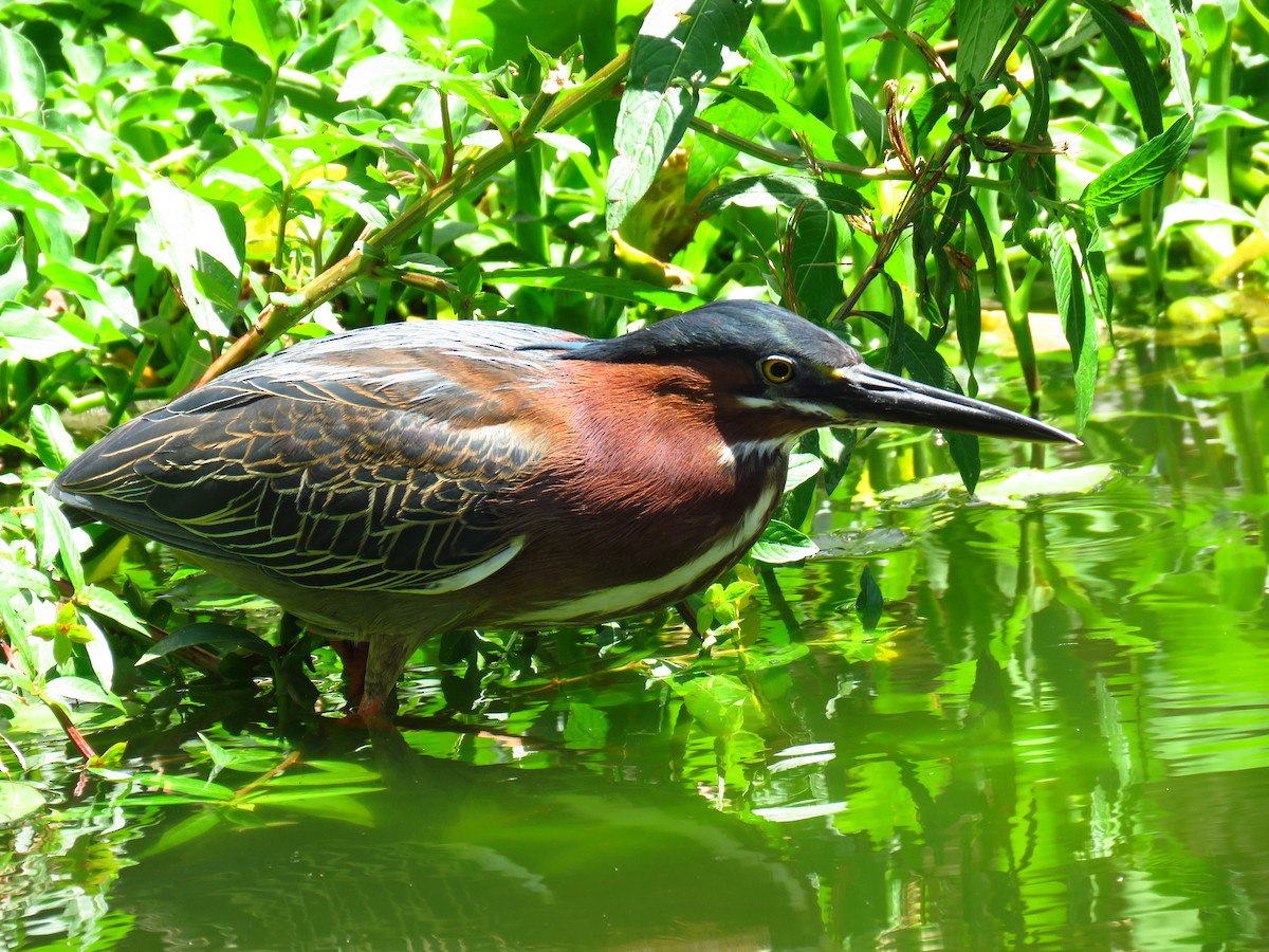 Green Heron - ML616485049