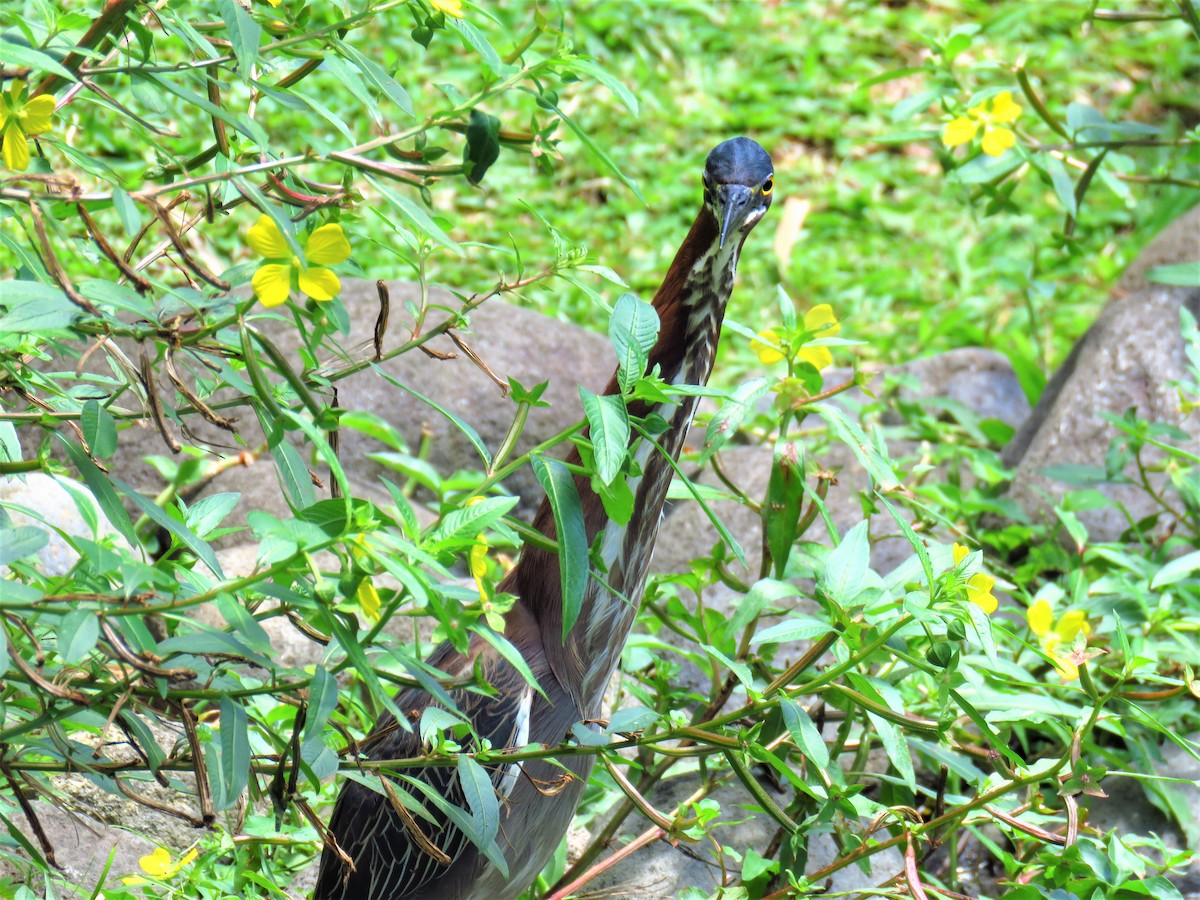 Green Heron - ML616485054