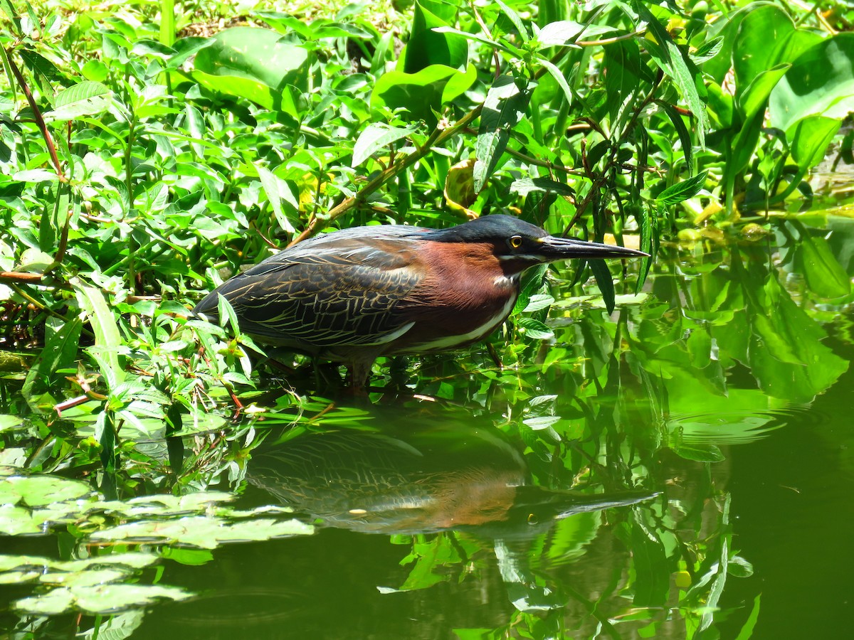 Green Heron - ML616485061