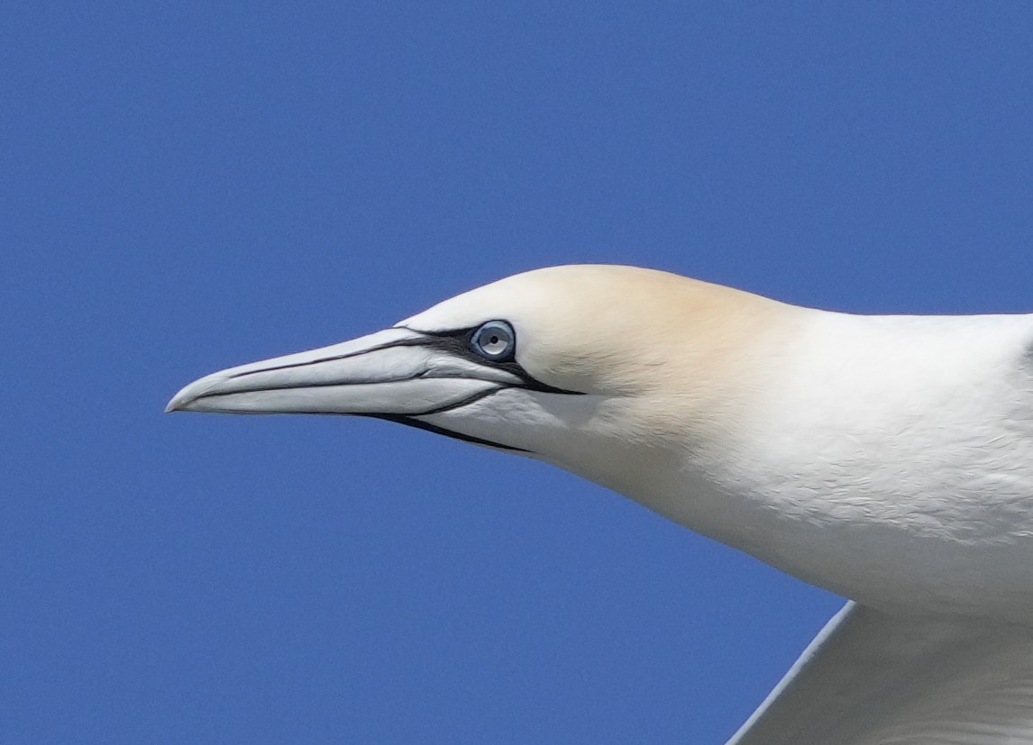 terej bílý - ML616485075