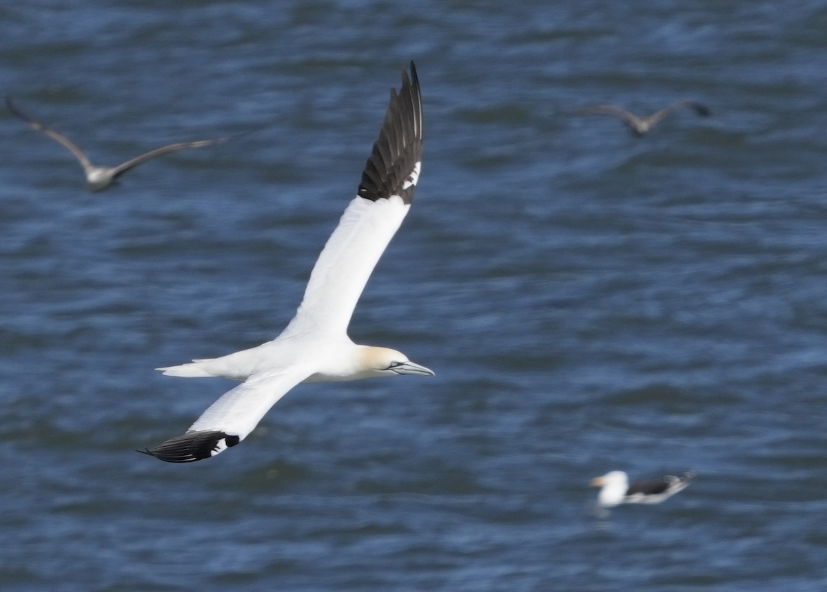 terej bílý - ML616485076