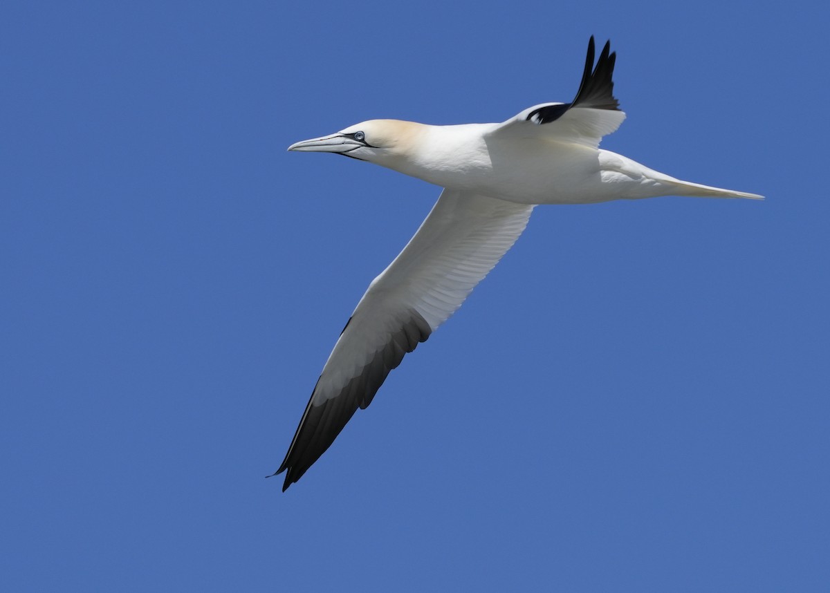 terej bílý - ML616485077