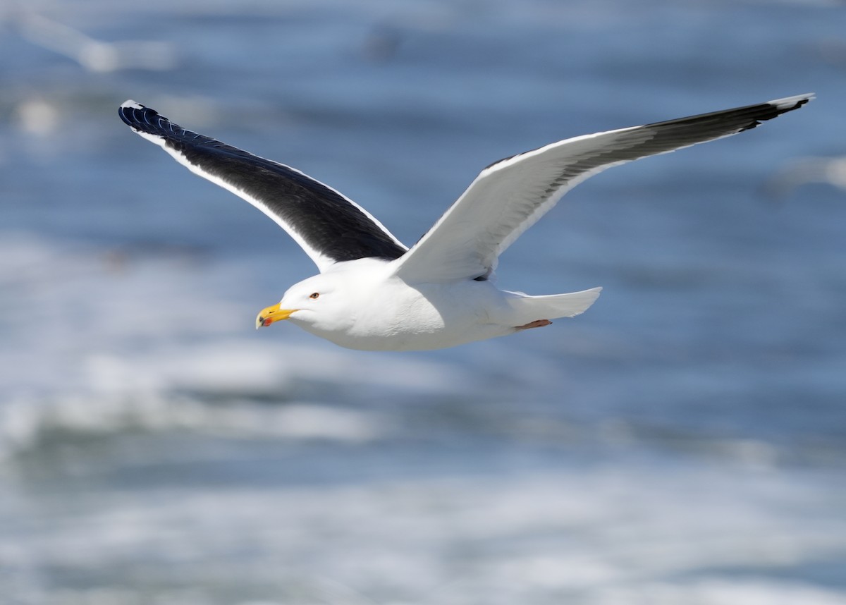 racek mořský - ML616485082