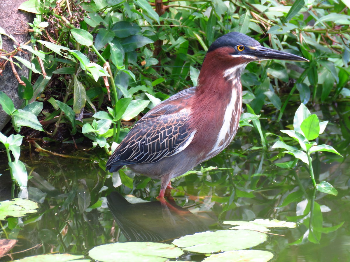 Green Heron - Franck Curk