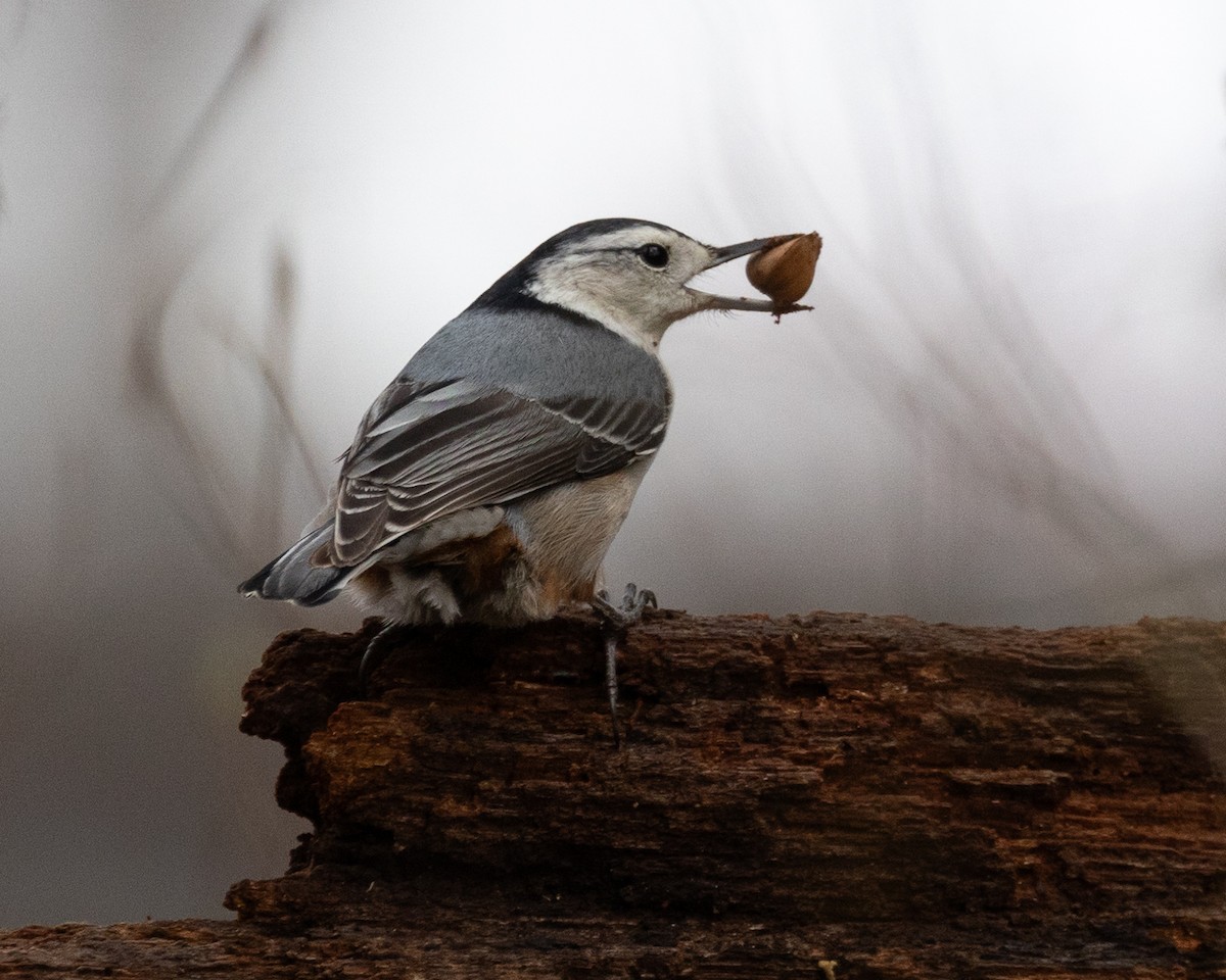 White-breasted Nuthatch - ML616485098