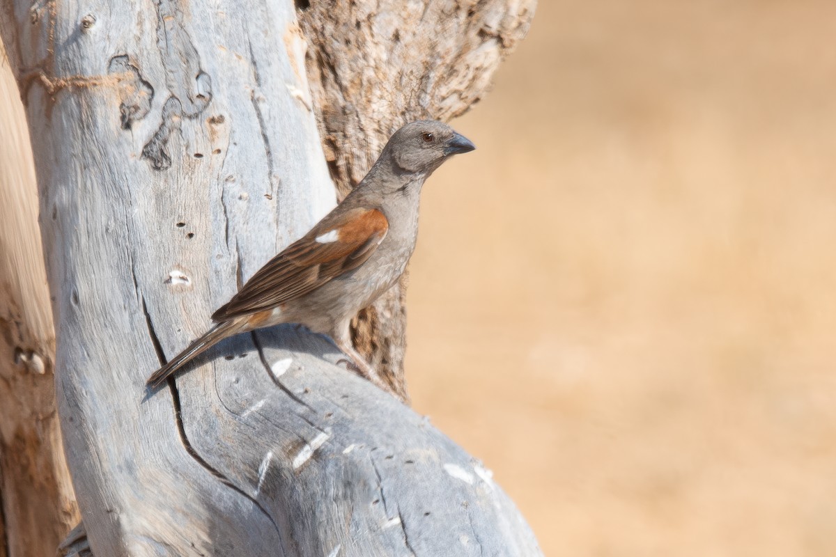 Parrot-billed Sparrow - ML616485100