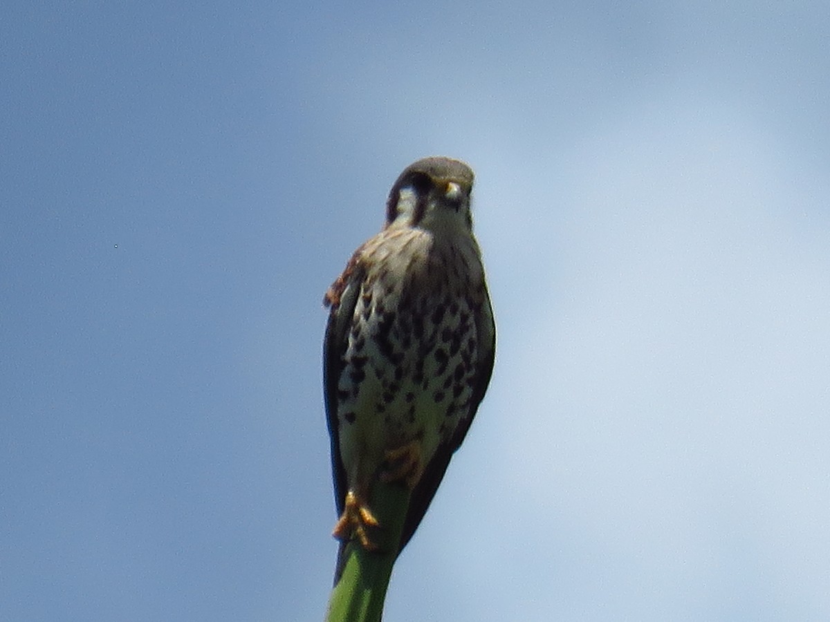 American Kestrel - ML616485108