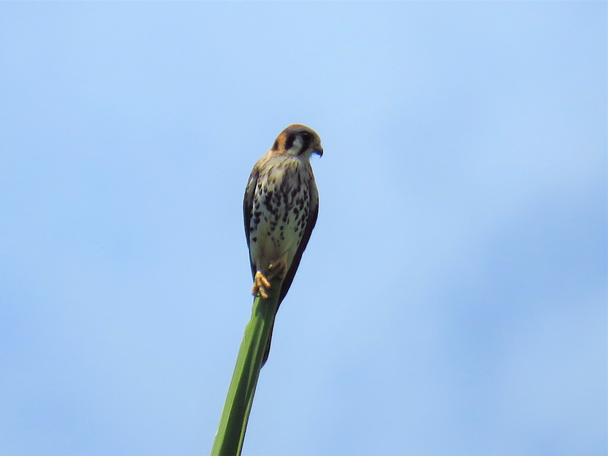 American Kestrel - ML616485146