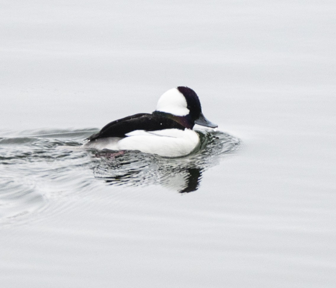 Bufflehead - ML616485158