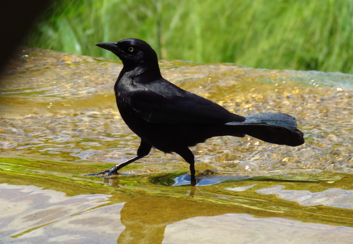 Carib Grackle - ML616485177