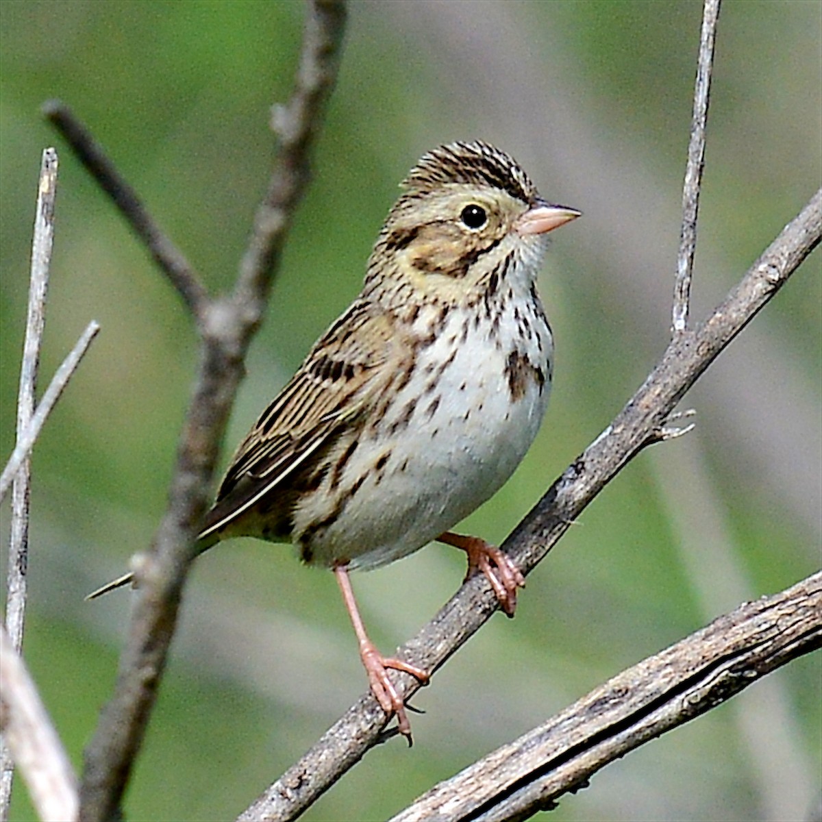 Savannah Sparrow - ML616485183
