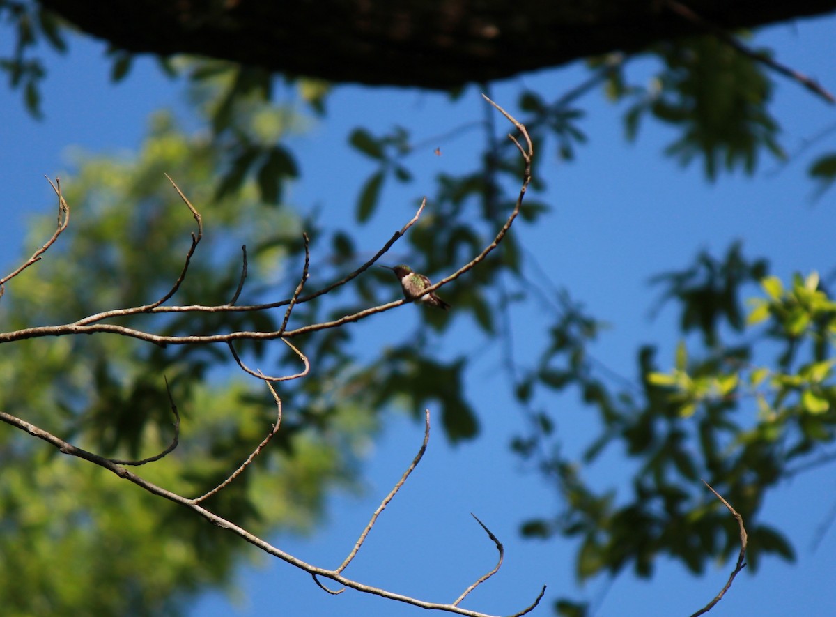 Ruby-throated Hummingbird - ML616485187