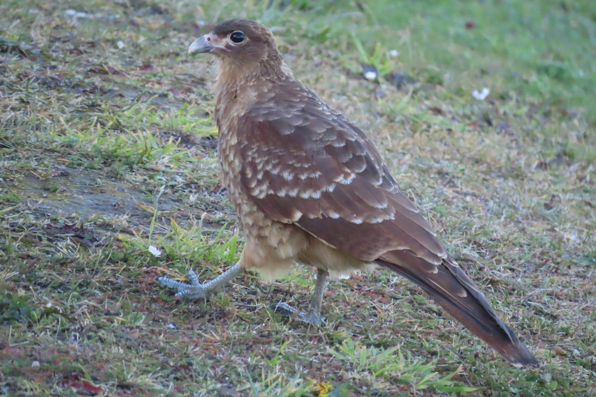 Caracara Chimango - ML616485198