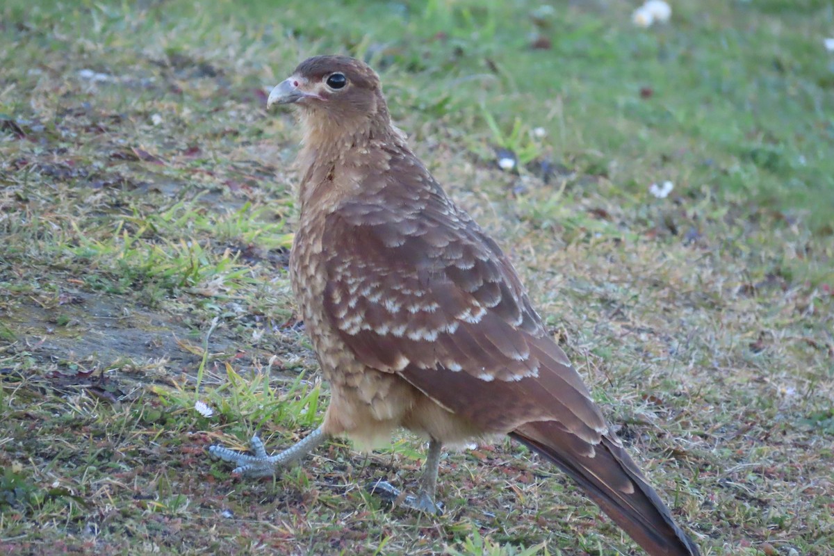 Chimango Caracara - ML616485199