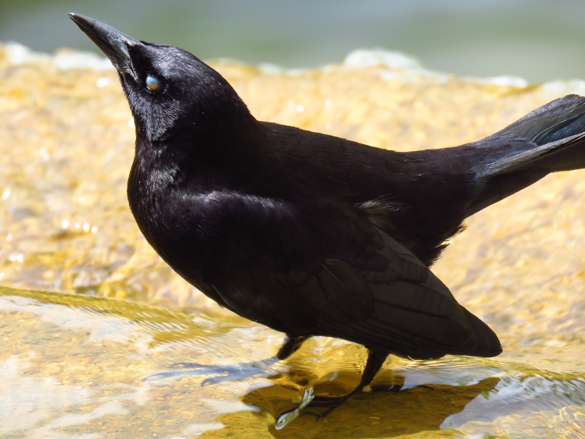 Carib Grackle - ML616485200