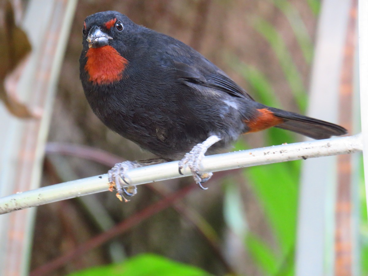 Lesser Antillean Bullfinch - ML616485228