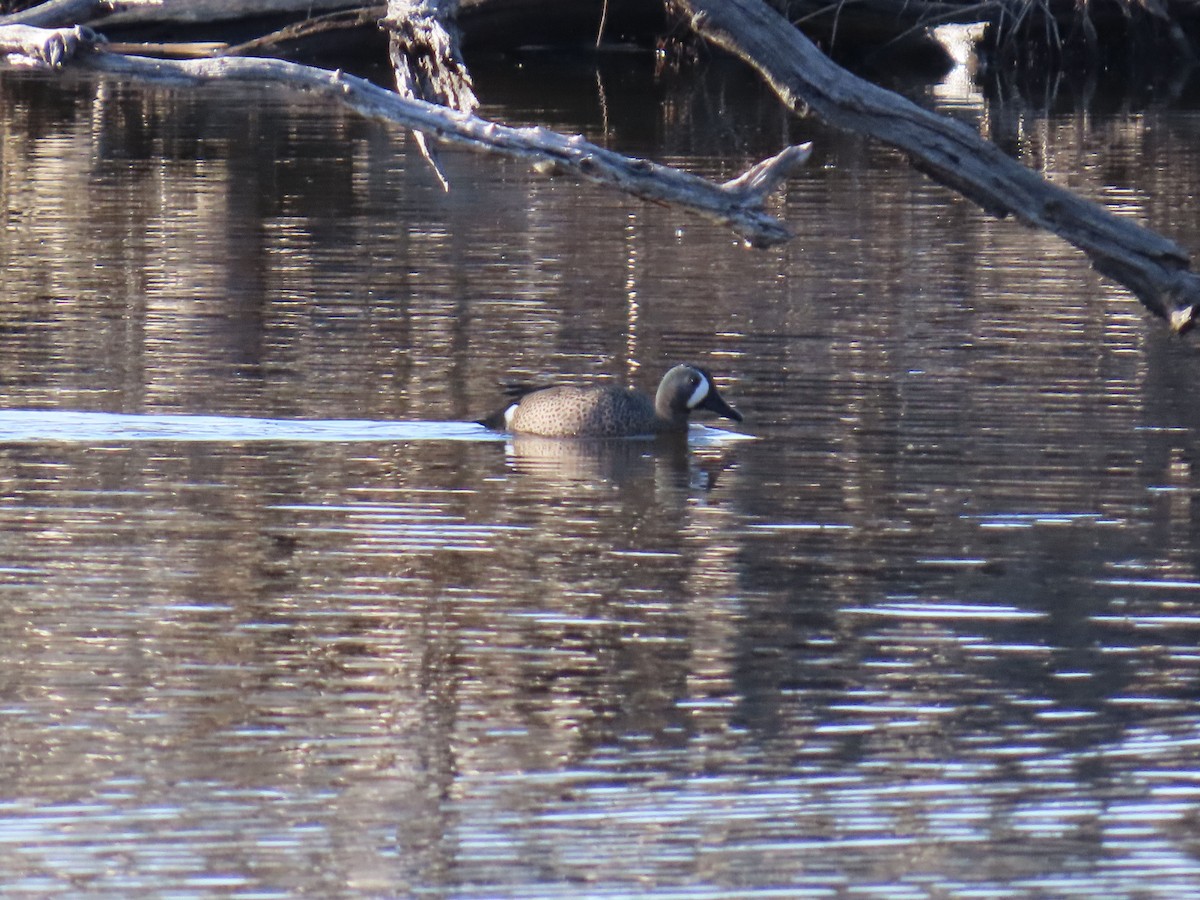 Blue-winged Teal - Ginger Bernardin