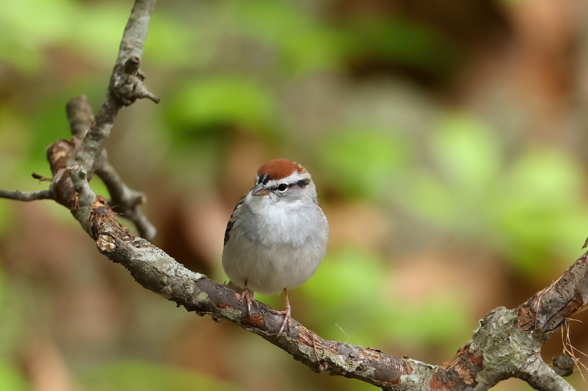 Chipping Sparrow - ML616485267