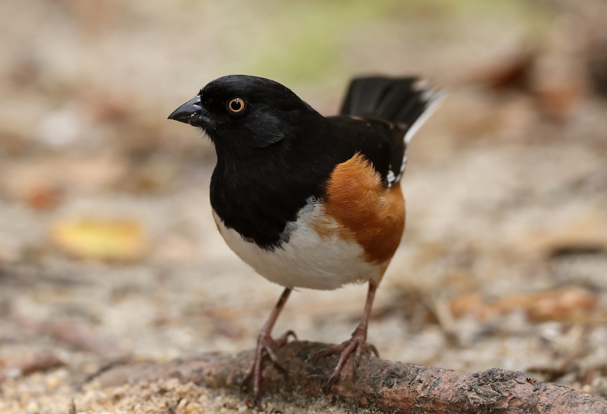 Eastern Towhee - ML616485292