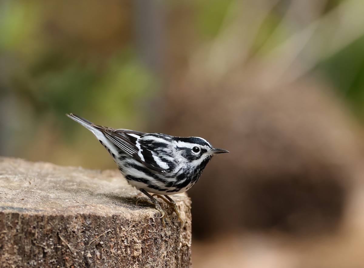 Black-and-white Warbler - ML616485316