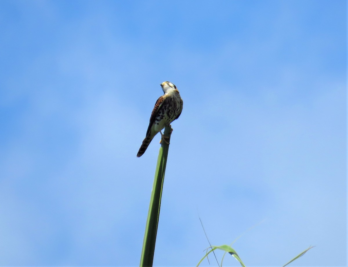 American Kestrel - ML616485405