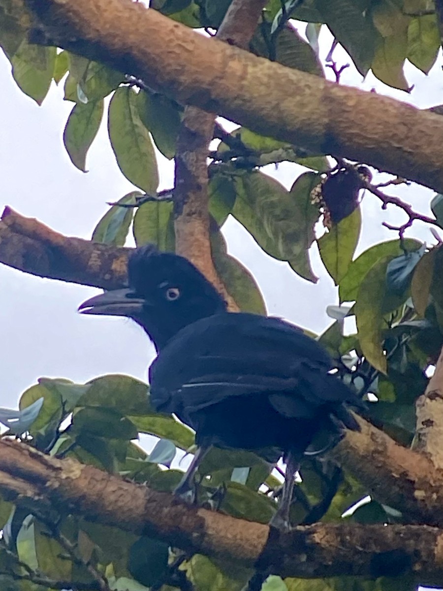 Amazonian Umbrellabird - ML616485406