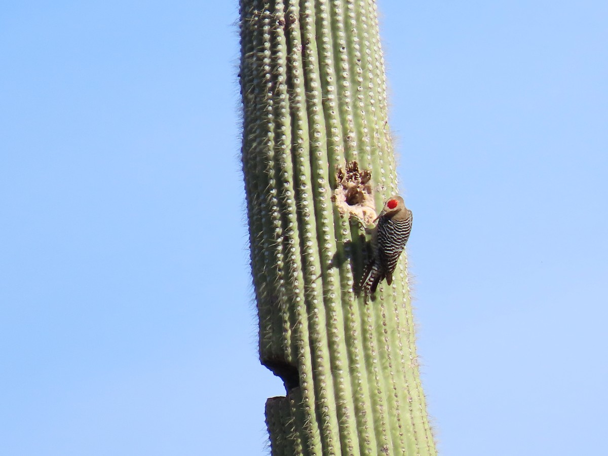Pic des saguaros - ML616485417