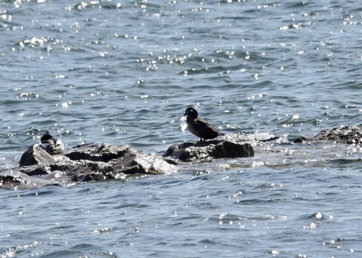 Harlequin Duck - ML616485451