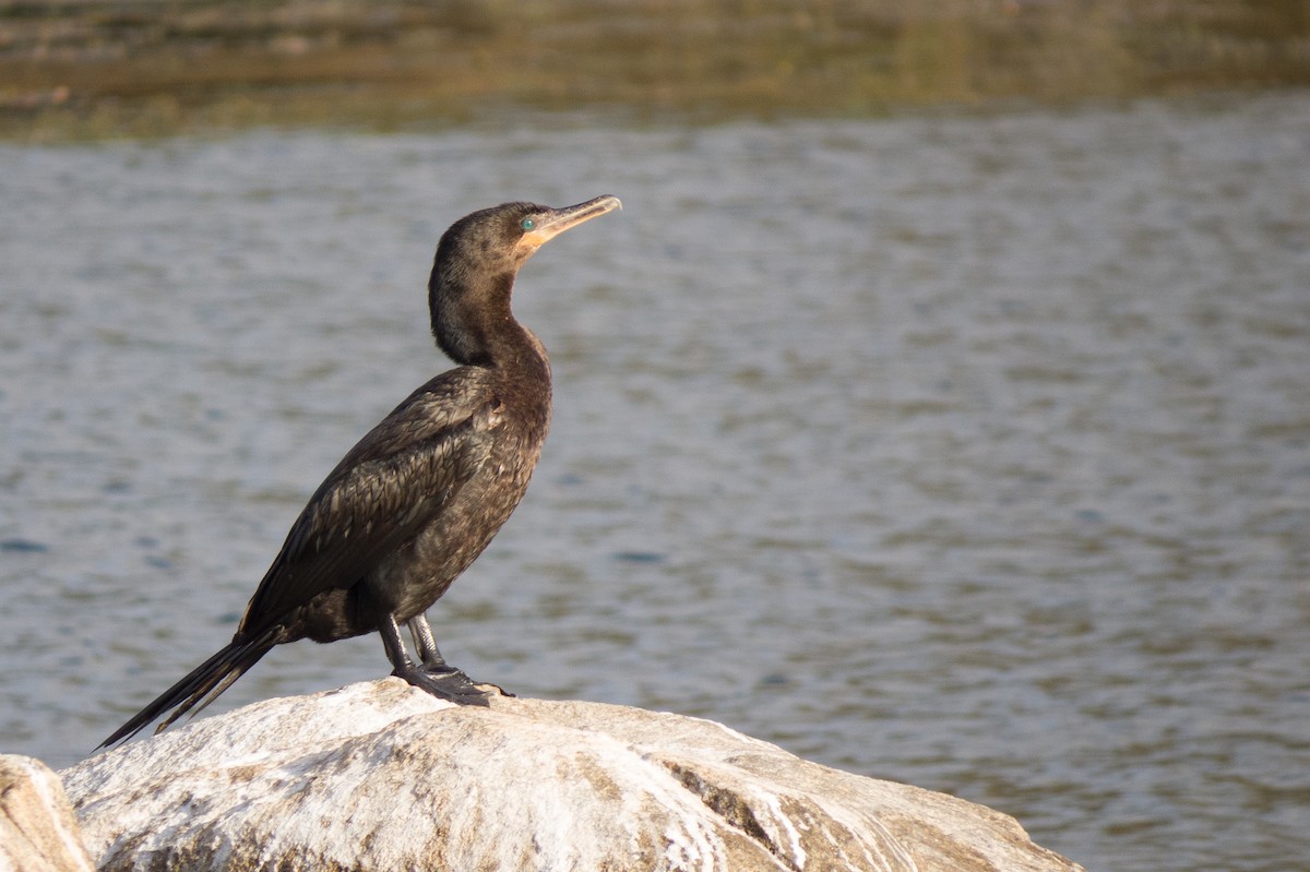 Neotropic Cormorant - ML616485490