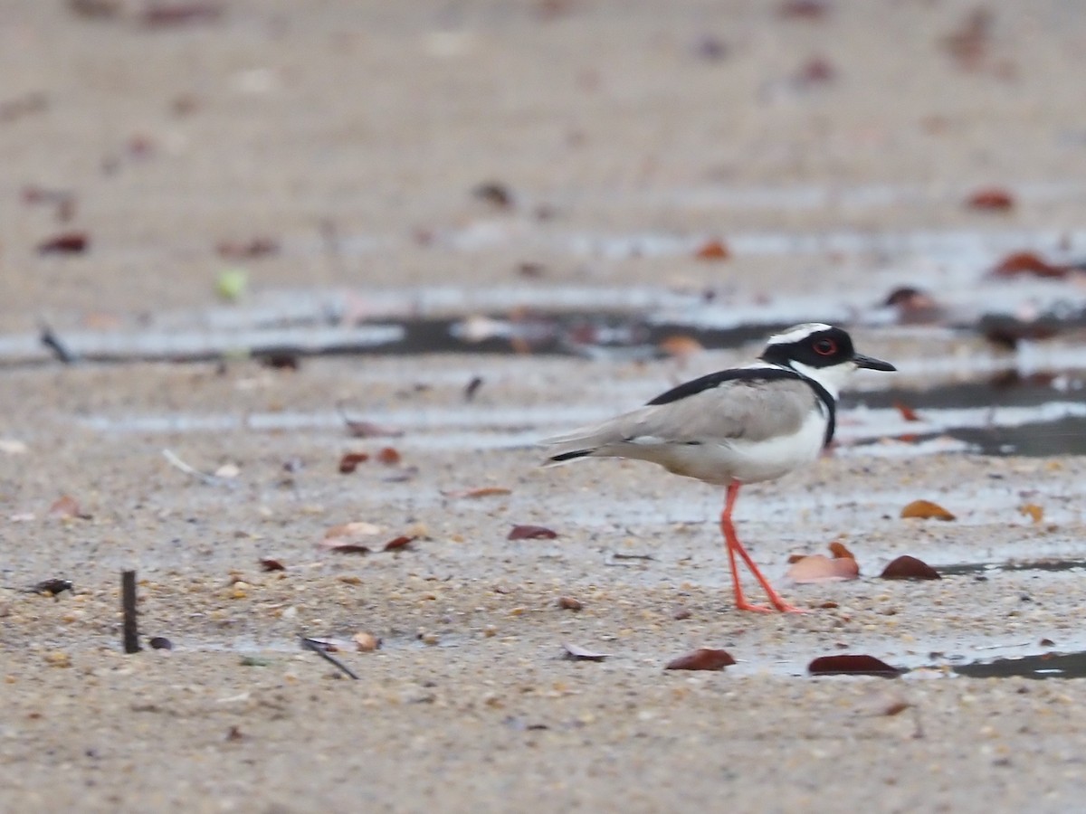 Pied Plover - ML616485496