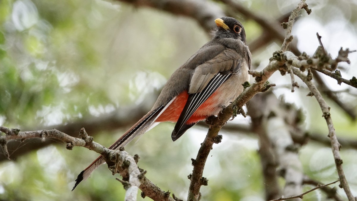 Elegant Trogon - ML616485501