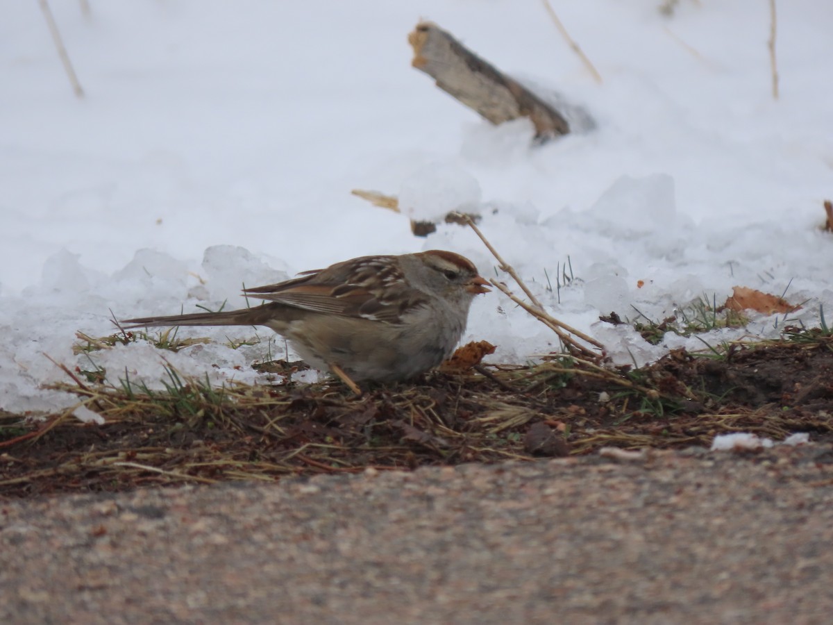 White-crowned Sparrow (Gambel's) - ML616485534