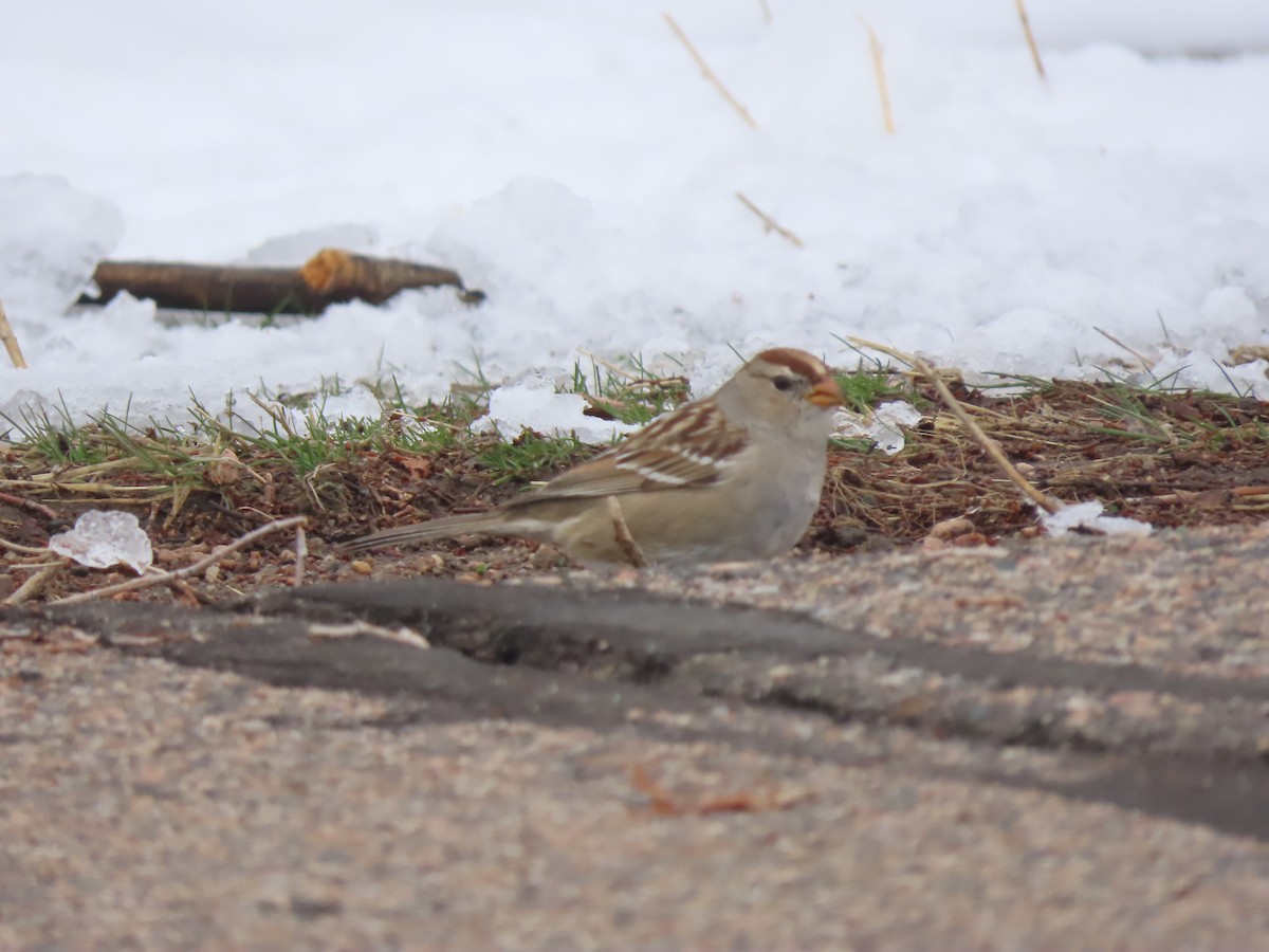 White-crowned Sparrow (Gambel's) - ML616485535