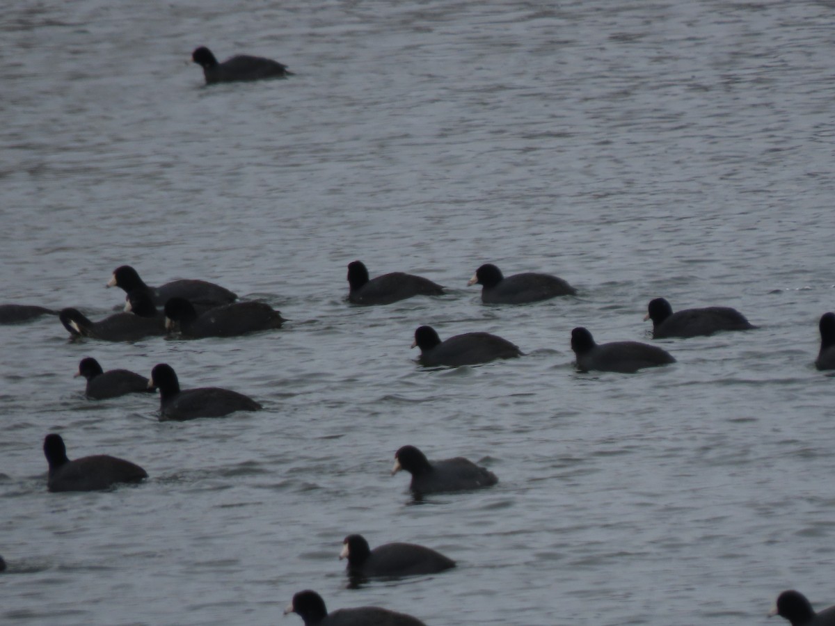 American Coot (Red-shielded) - ML616485568