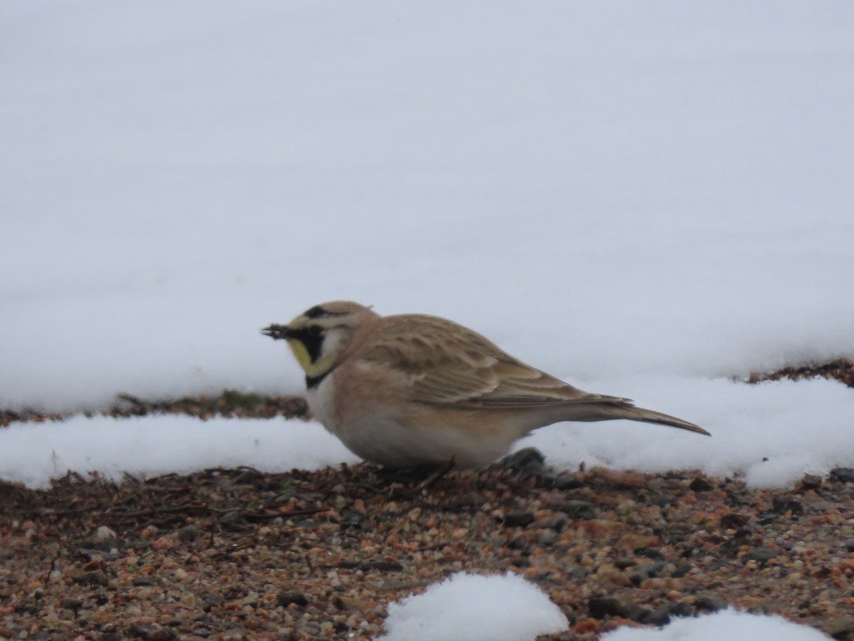 Horned Lark - Doug Kibbe