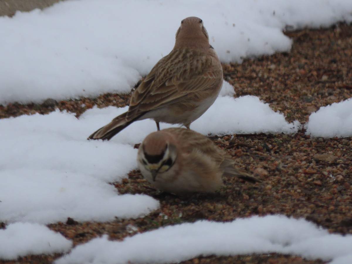 Horned Lark - Doug Kibbe